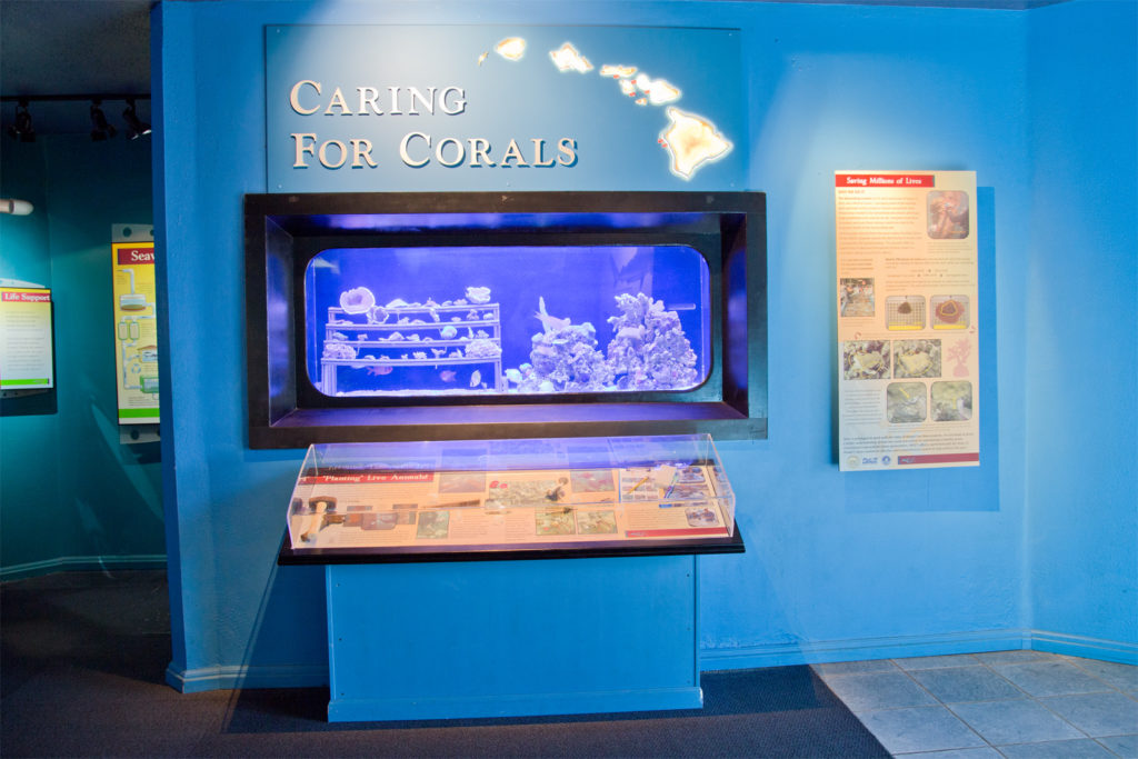 Caring For Corals