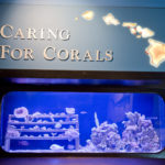 Caring For Corals